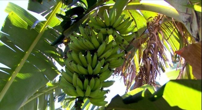 Tipos de banana: principais variedades encontradas no Brasil