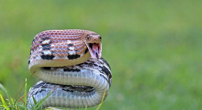 Tipos de cobras - características e principais diferenças entre espécies