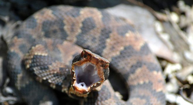 Tipos de cobras - características e principais diferenças entre espécies