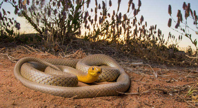 Tipos de cobras - características e principais diferenças entre espécies