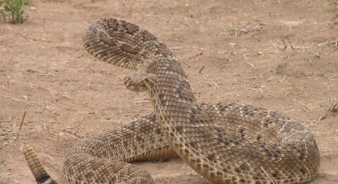 Tipos de cobras - características e principais diferenças entre espécies