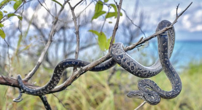 Tipos de cobras - características e principais diferenças entre espécies