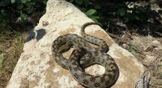 Tipos de cobras - características e principais diferenças entre espécies