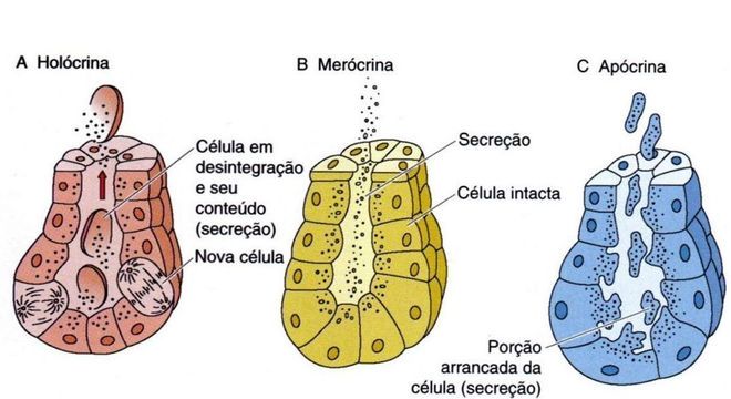 Tipos de exócrinas