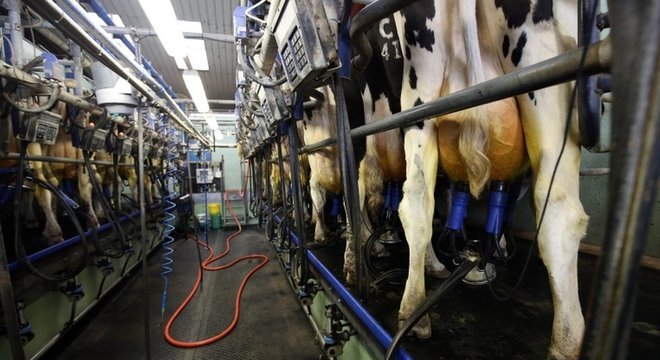 Tirando leite de vacas