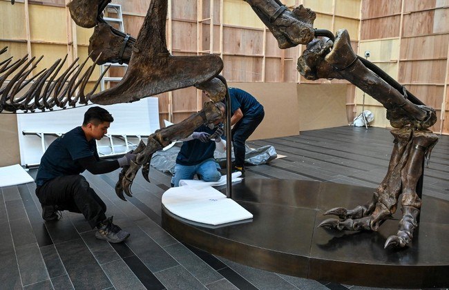 Esqueleto de T-Rex avaliado em R$ 45,3 milhões vai a leilão na Suíça
