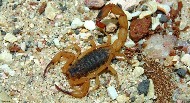 EscorpiÃµes como o Tityus serrulatus colocam em risco sobretudo a vida de crianÃ§as menores de sete anos e idosos