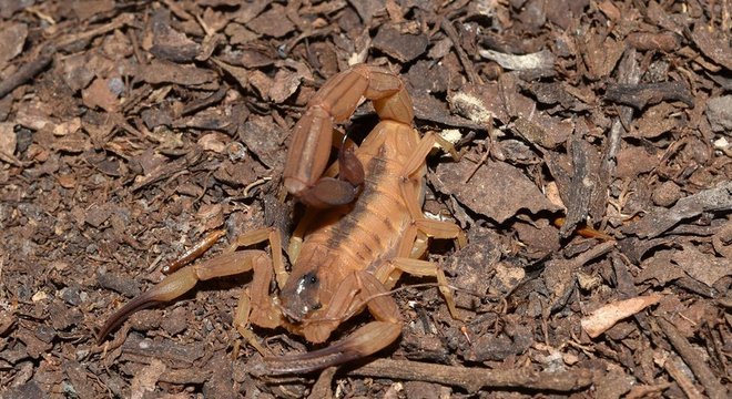 'Tityus stigmurus', comum no Nordeste; velocidade de ação do veneno varia de pessoa para pessoa, mas às vezes a morte pode ocorrer após apenas 2 horas da picada