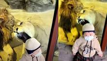 Tô nem aí! Criança ignora leões que tentaram devorá-la pelo vidro em zoológico