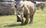 Toby rinoceronte