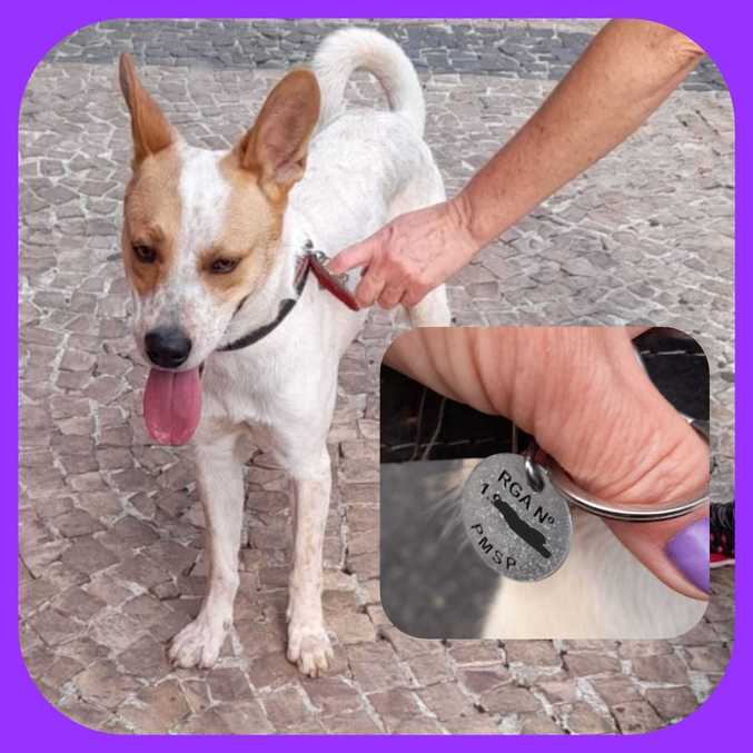 Toby surpreende Adriana e seus pets durante passeio