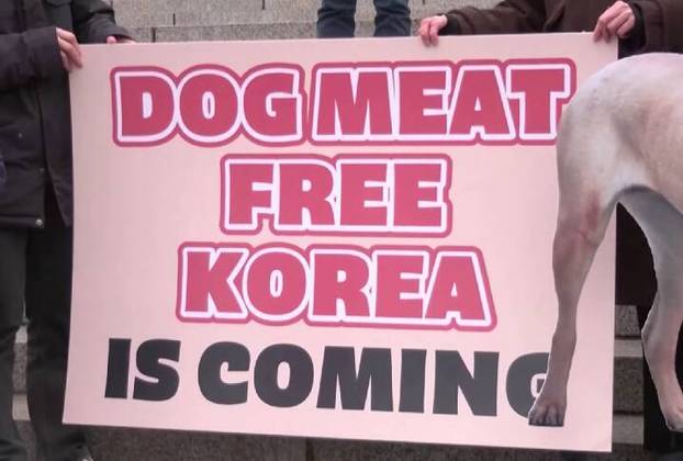 Toda a polêmica vem depois de um aumento significativo de campanhas em prol dos direitos dos animais e preocupações sobre a reputação internacional da Coreia do Sul.