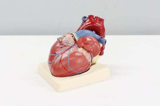 Todas as partes em torno do órgão são “costuradas” no paciente e quando a aorta é conectada, o coração deve voltar a bater e bombear o sangue.