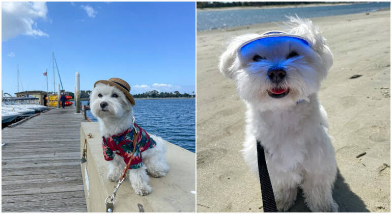 Tofu, o cão viajante