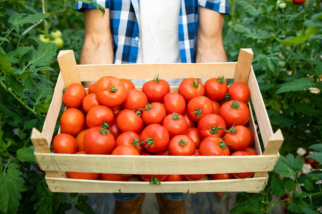 O tomate ficou em segundo lugar na lista das maiores altas em 12 meses, com elevação de   39,48%. Entretanto, na comparação com o mês anterior, esse produto teve deflação de 5,6%, informa o IBGE