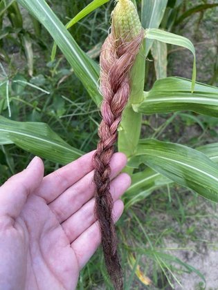 Tendência