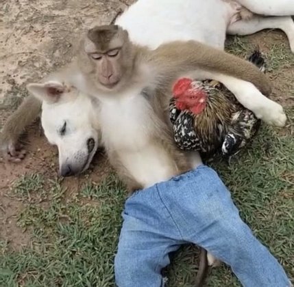 Domingo à tarde