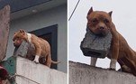 Faz sentido olhar 100 imagens em um domingo. Faz sentido enviar o link para um amigo. O que não faz o menor sentido é o TOP 100 HORA 7 da semana. Mas, esse é o objetivo: nenhum. Aproveite!