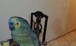 Aniversário
