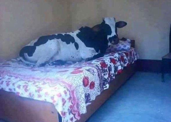 — Mãe! Tem uma vaca na minha cama— Tem
