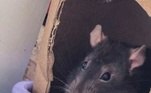 Truco!Veja também: Esquilo esperto se finge de morto e cria 'cena de crime' após derrubar vassoura