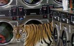 O famoso tigre-de-lavanderiaVale o clique: Ostras em lava-louças e nojeira no ralo: limpadores revelam sujeiras inimagináveis em casas