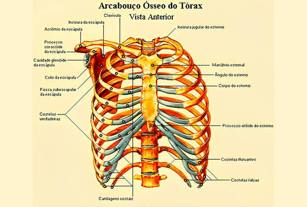 TORÁCICO - Como a palavra referente à parte superior do tronco de muitos animais se chama 'tórax', muitos acham que o adjetivo é 'toráxico'. 