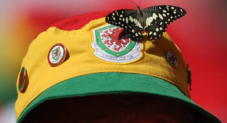 Borboleta escolhe boné de torcedor do País de Gales para pousar 