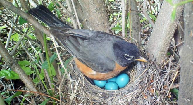 Ovos de um tordo-americano: em locais de clima quente, proteção contra predadores também influenciaria cor dos ovos