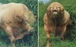 Um casal passou por momentos de extremo aperto ao ser surpreendido por um touro extremamente marombado, enquanto visitava uma região rural da pequena vila de Castle Eaton, no Reino Unido. O animal rompeu a cerca de uma fazenda e chegou até a estrada, onde estava o veículo de Tina O'Neill e Ken Fuller
