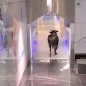 Touro dentro de banco em Israel