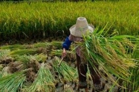 Trabalho Escravo: MDH quer indenizar vítimas