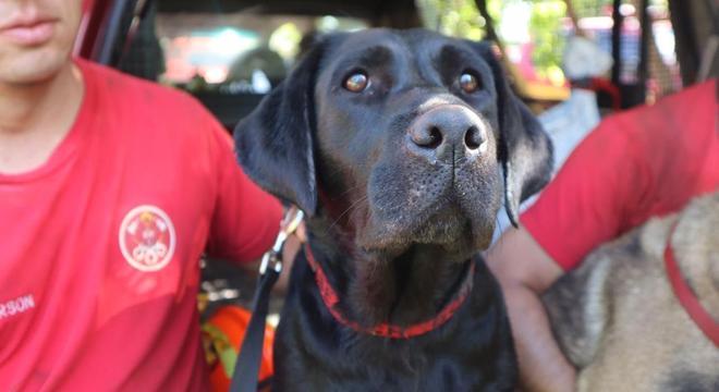 Cadela Sarah está em Brumadinho na busca por corpos