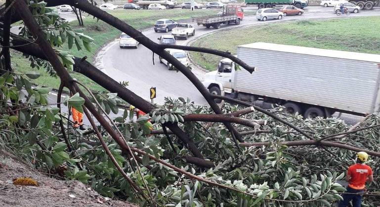 Árvore caiu em atingiu parte da alça do Anel Rodoviário, em Belo Horizonte