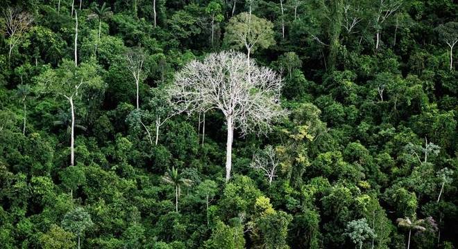 Perdas de floresta virgem contabilizadas por relatório podem ser, em muitos casos, a degradação, momento inicial de um processo de desmatamento