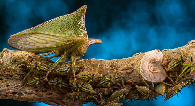 Treehopper Alchisme e suas ninfas