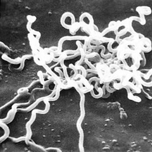 'Treponema pallidum' é a bactéria causadora da sífilis