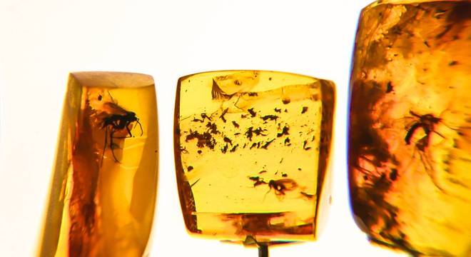 Presos em resinas, fósseis contam a história da evolução das espécies por milhões de anos