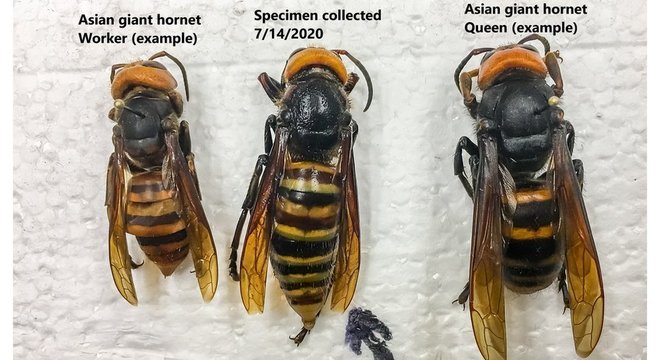 A vespa gigante asiática capturada em julho (ao centro), em comparação com outras da mesma espécie