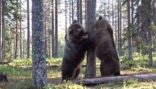 Briga épica de ursos gigantescos viraliza nas redes: 'A melhor de todos os tempos'
