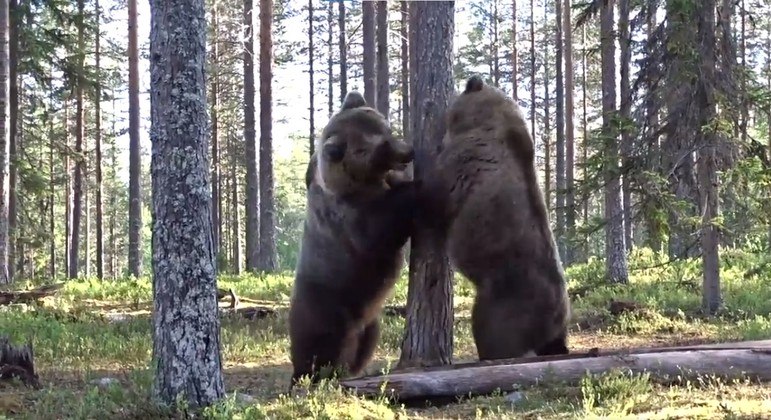 La épica batalla de osos gigantes se viralizó en las redes: ‘La mejor de todos los tiempos’ – Noticias