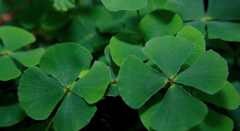 Trevo da sorte - história e curiosidade sobre o trevo de quatro folhas