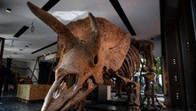 Maior fóssil de triceratope do mundo é leiloado por R$ 43,5 mi