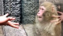 Macaco fica muito abismado ao presenciar truque de mágica