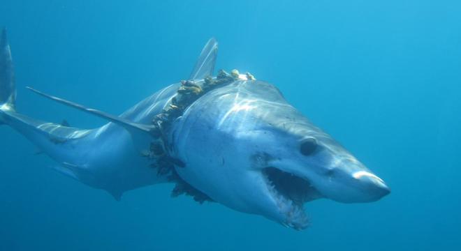 Tubarões e arraias também são vítimas do plástico nos oceanos - Notícias -  R7 Tecnologia e Ciência