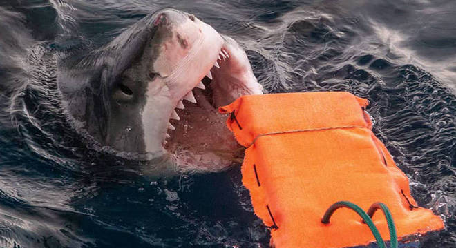 Tecido super resistente pode salvar a vida de mergulhadores em um ataque de tubarão