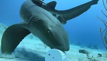 Cientistas tentam desvendar o mistério dos tubarões que 'caminham' no fundo do mar