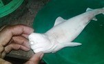 Segundo os pescadores, eles perceberam o feto quando abriram a tubarão-fêmea para recolher suas tripas. E ficaram chocados!