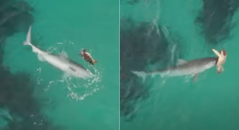 Tubarão levou baile de tartaruga ao tentar almoçá-la