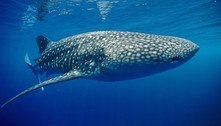 Algoritmo da Nasa auxilia biólogos a salvar tubarões-baleia